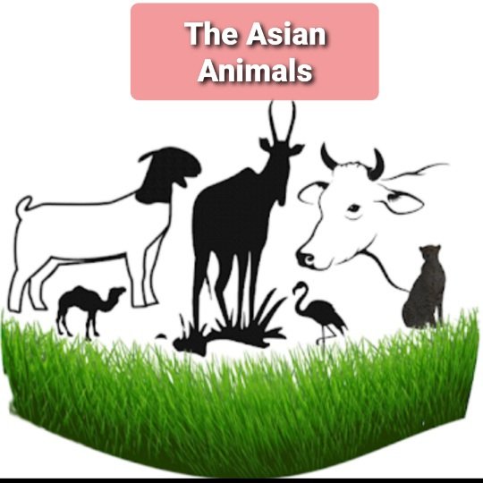 AsianGoats's tweet image. #NewProfilePic