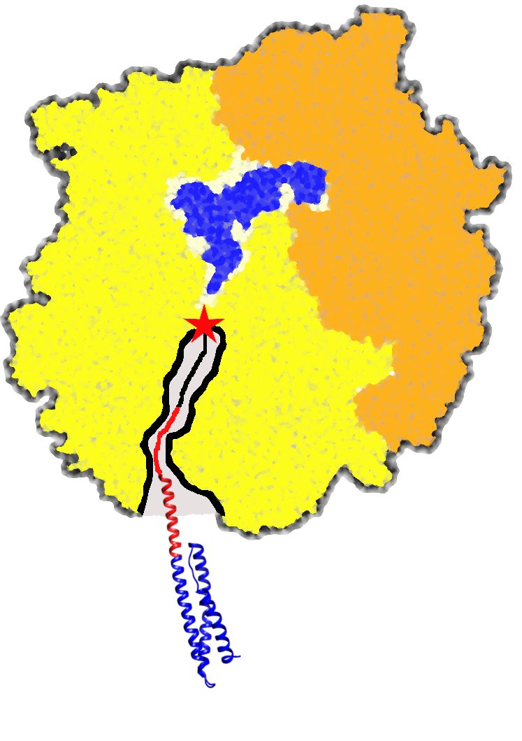 KemptideBond's tweet photo. Proteins are made in cells by ribosomes sequentially adding amino acids onto a polypeptide chain. This growing nascent protein can immediately begin to find it's correct native structure even before the #ribosome has finished synthesizing it #cotranslational #proteinfolding https://t.co/T8iCLDNxNh
