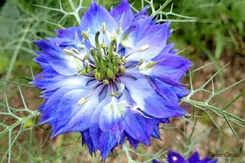 劉焔 のんびり まったり 五種類目 エラー ニゲラ 花言葉 夢で逢いましょう ラスト ゼラニウム 花言葉 君がいて幸福 T Co K3ergc1uiz Twitter