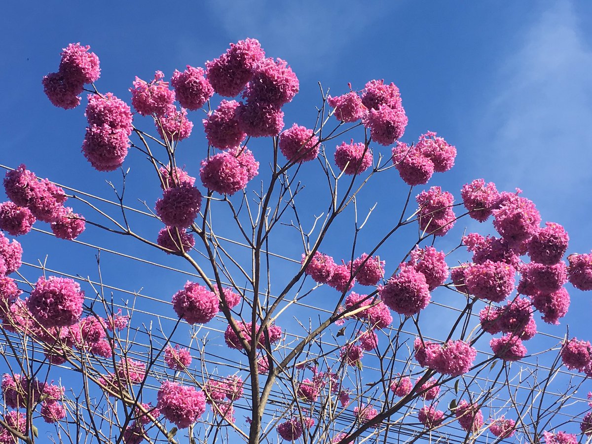 LKuboki's tweet photo. Ipê Roxo-Tabebuia Handroanthus Imperginosus.  Ipê Amarelo-Tabebuia Handroanthu Albus.                               Brazil https://t.co/XN3QWChSSb