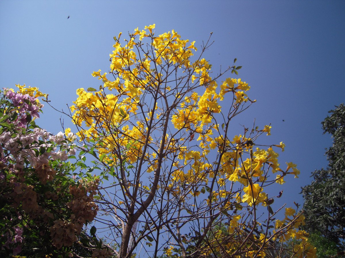 LKuboki's tweet photo. Ipê Roxo-Tabebuia Handroanthus Imperginosus.  Ipê Amarelo-Tabebuia Handroanthu Albus.                               Brazil https://t.co/XN3QWChSSb