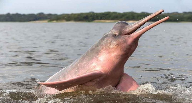 HOY, HILO:¿Cómo llegaron los delfines hasta los pies de los Andes? ¿Acaso subieron desde el Atlántico?¿Os imagináis un lugar como Doñana, pero del tamaño de tres Españas y que durara quince millones de años?Bienvenidos al Gran Humedal Mioceno del Pebas.