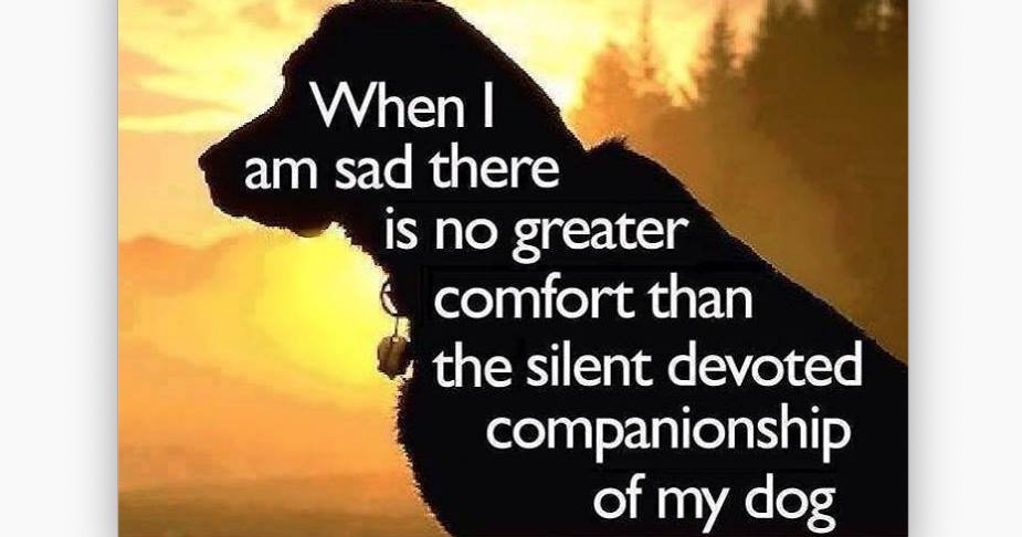 WeLoveDogsUSA's tweet photo. Do you agree? https://t.co/3VIvGX6DXB
