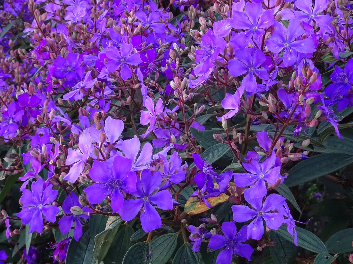 LKuboki's tweet photo. Quaresmeira roxa-Tobouchina Granulosa.                                                Manacá da Serra-Tibouchina Mutabilis                                          Atlantic Forest-Brazil https://t.co/rMp6IYUOlL