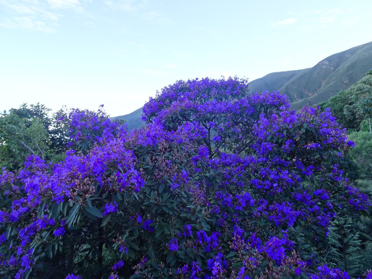 LKuboki's tweet photo. Quaresmeira roxa-Tobouchina Granulosa.                                                Manacá da Serra-Tibouchina Mutabilis                                          Atlantic Forest-Brazil https://t.co/rMp6IYUOlL