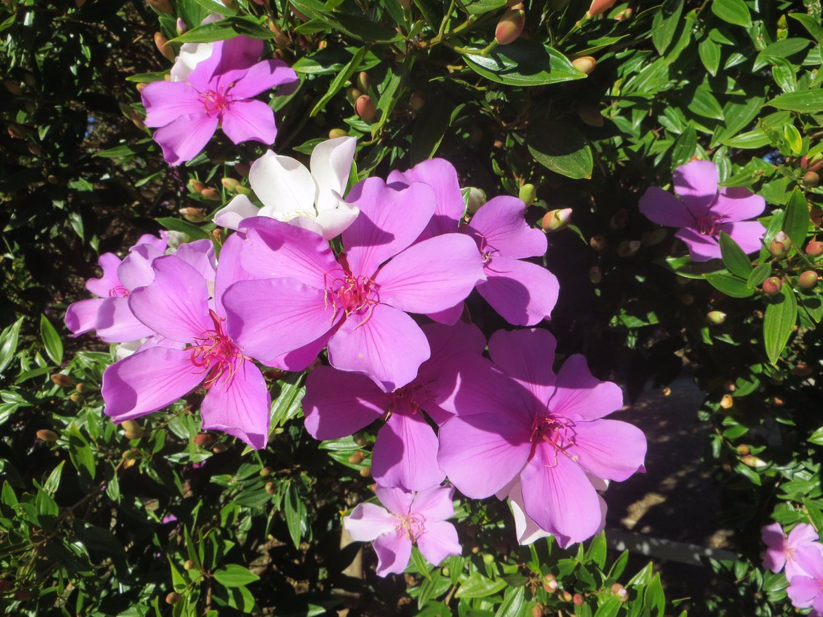 LKuboki's tweet photo. Quaresmeira roxa-Tobouchina Granulosa.                                                Manacá da Serra-Tibouchina Mutabilis                                          Atlantic Forest-Brazil https://t.co/rMp6IYUOlL