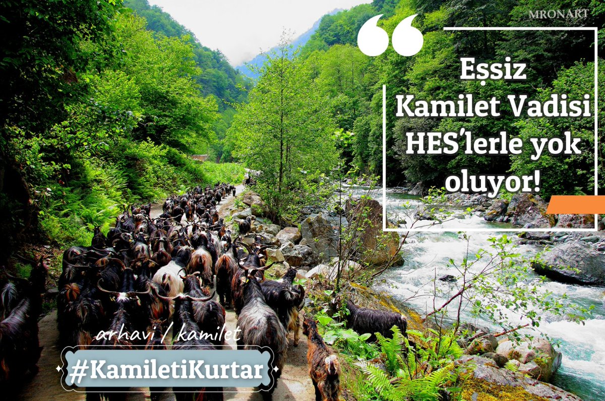 adokop08's tweet photo. Arhavi Kamilet Vadisi… 
Gözbebeğimiz, canımız, geleceğimiz.
Yüzbinlerce yıldır var, üç günlük misafirleri tarafından bir HES uğruna parçalanıyor.
Sesini duyun!
#KamiletiKurtar https://t.co/v2adjK1BGU