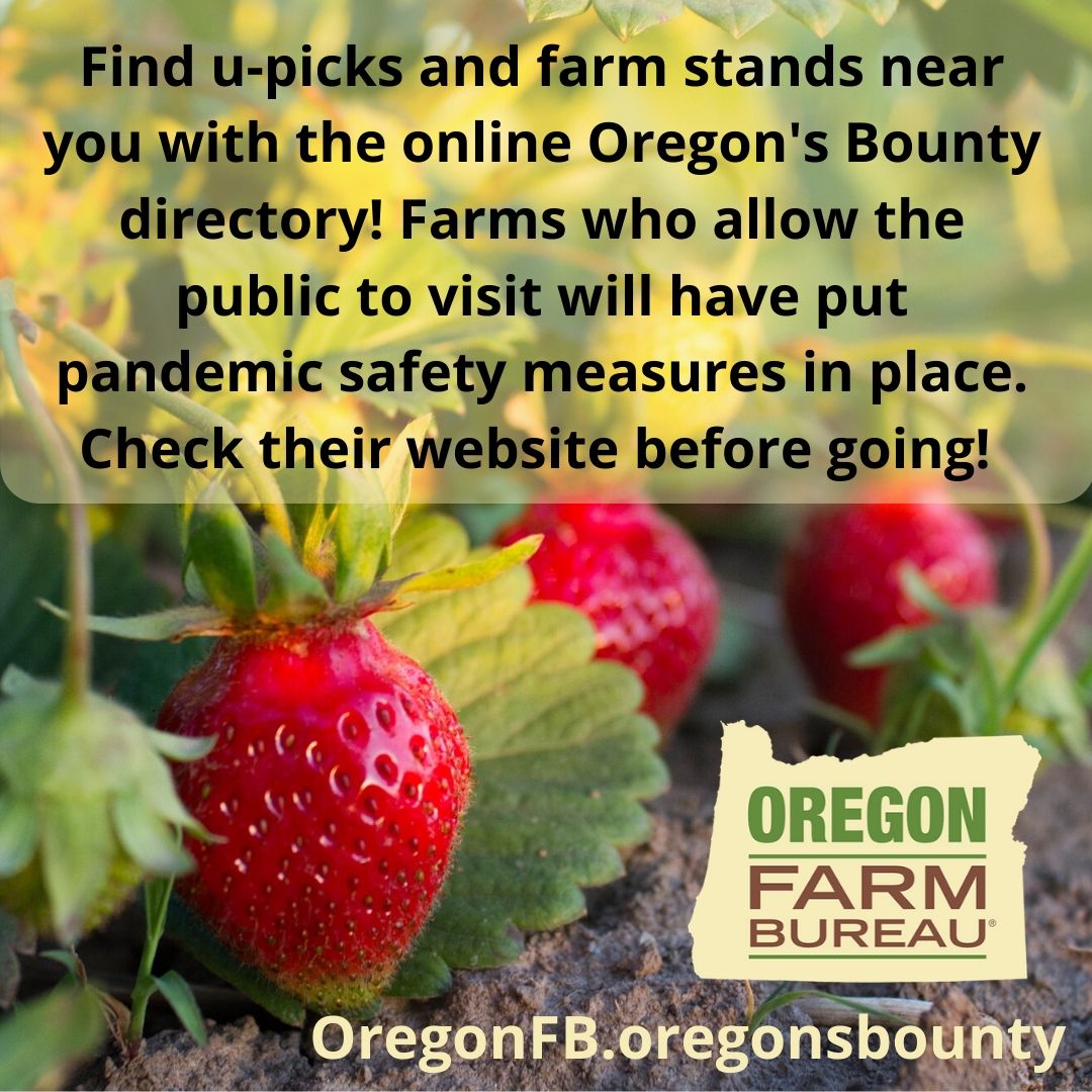 OreFarmBureau's tweet photo. Visit https://t.co/Ix4Z2xkBNm! 💚 #ORIsFarming #ORIsRanching #orleg #orpol #oregongrown #stillfarming #localfood #localfarm #oregonfarm #oregonranch #agiscool https://t.co/ukCbO53qbn