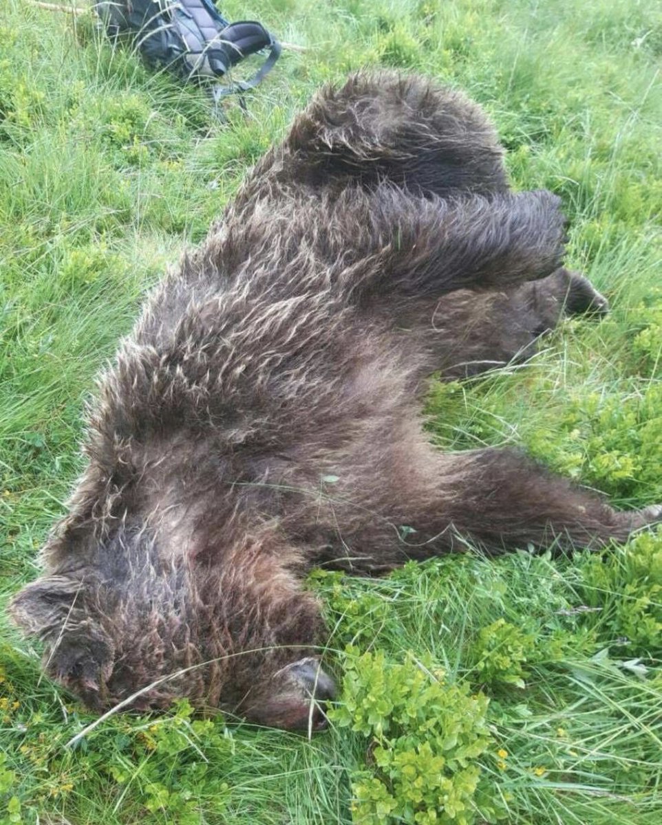 hugoclement's tweet image. Un ours à été découvert aujourd’hui en Ariège, tué par balles. La ministre de l’écologie @Elisabeth_Borne annonce que l’Etat va porter plainte. Il n’y a qu’une cinquantaine d’ours dans les Pyrénées. Cette espèce est strictement protégée.