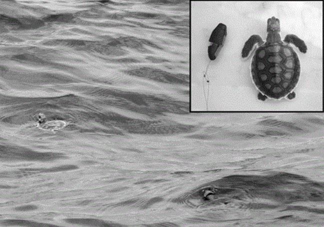 CCB_Journal's tweet image. Published in CCB, researchers study the early diving behavior of juvenile flatback sea turtles and compare these diving behaviors to leatherbacks and green turtles. #SeaTurtleWeek #greenturtle #flatbackturtle #leatherbackturtle bit.ly/2XvNRrF