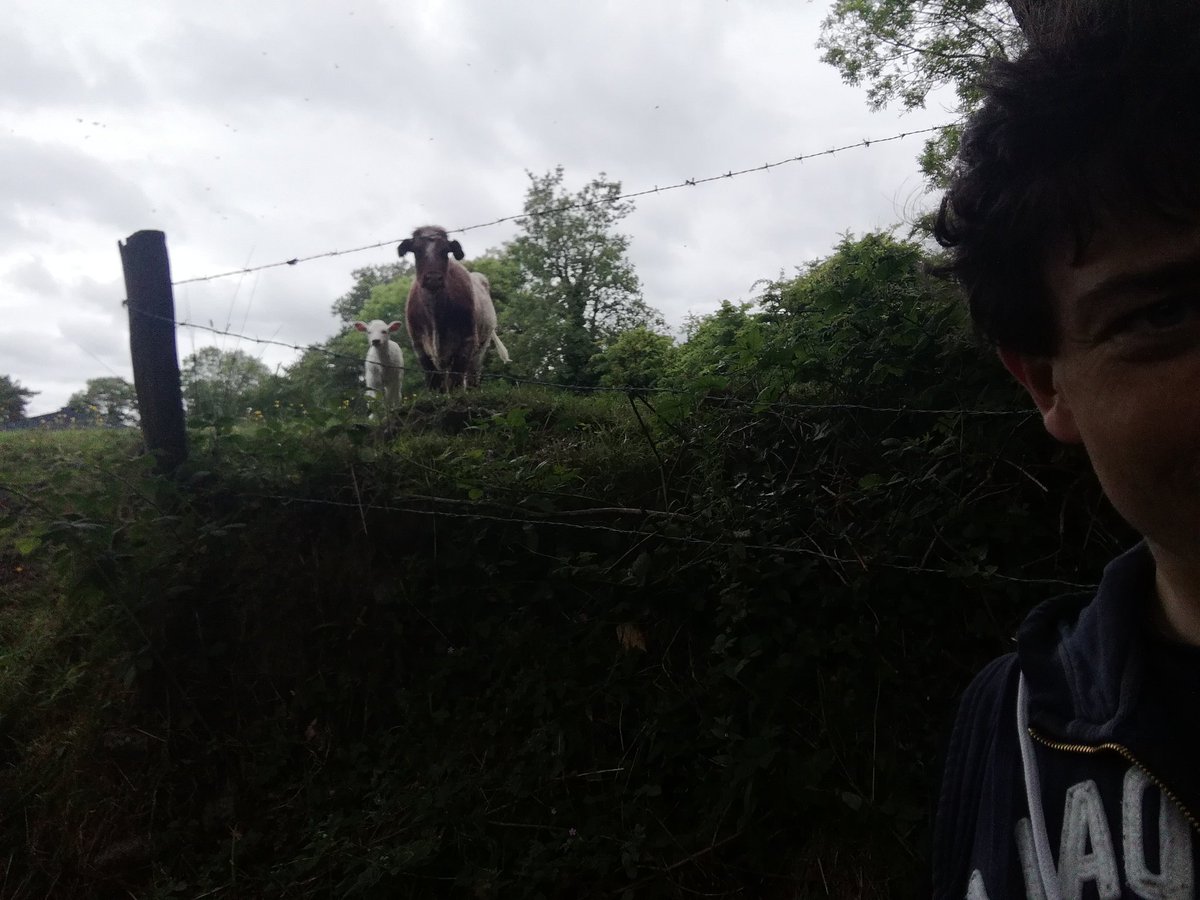 maoltuile's tweet photo. "Get out of my drink!" 😂🐄🌊Purebred Shorthorn cow and calf waiting to get into water access at sampling on farm earlier. #farmwater #CitizenScience https://t.co/CpiVwqlGIC