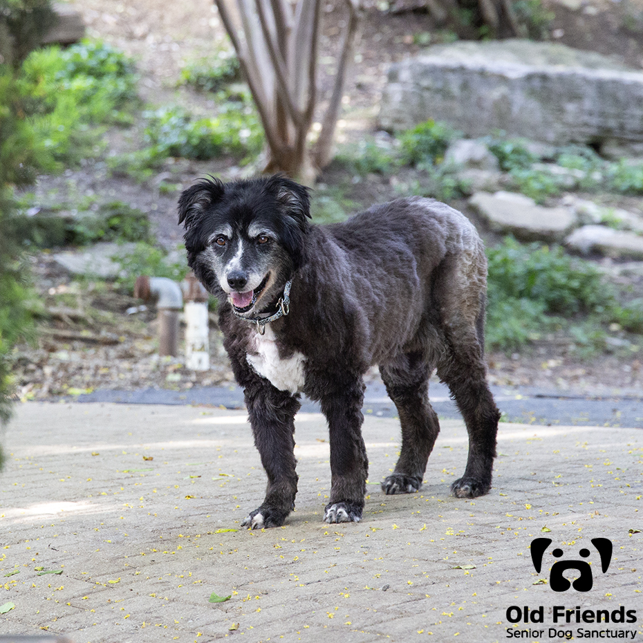 oldfriendssds's tweet photo. Lexi is sporting her new summer hair-do.
#ofsds #ofsdslexi #seniordogs #summerdo https://t.co/SNFZiYu6vJ