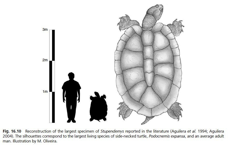 En cuanto a tortugas, se diversificaron y alcanzaron formas espectaculares y sobre todo tamaños gigantescos. Como ejemplo, Stupendemys, un tortugón del tamaño de un volkswagen.