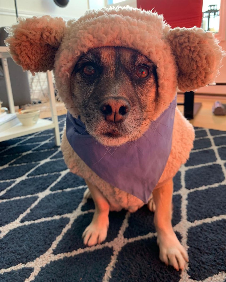 AtlanticYouth's tweet photo. We know #WorldOceanDay is over, but the #AtlanticYouth treat every day like World Oceans Day! We also had one final #GoAtlanticBlue photo to share with you.
This is Steve, part bear, part pupper. He's feelin' dapper in his blue banada! 😉 14/10 - would give belly rubs 🐶 https://t.co/wrenzoVPNZ