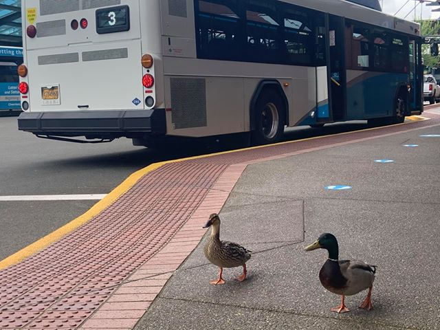 There is a budding new romance here at the Downtown Transit Center. #DuckCouple has been delighting riders out on their essential trips for the last couple weeks!