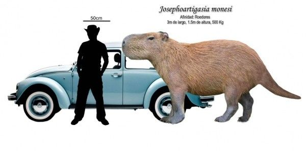 Pero claro, los mamíferos no se quedaron atrás y algunos roedores llegaban a formas y tamaños de hipopótamos: un magnífico ejemplo de convergencia adaptativa: Josephoartigasia monesi (también del tamaño de un volkswagen).