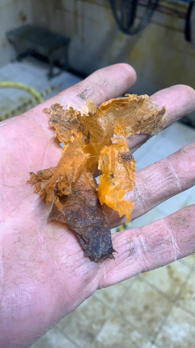 Brklydairysol's tweet image. New Teat spray is conditioning the teats at a hell of a rate #teamdairy #teamblue #primaplus @DeLaval_UK_IRE