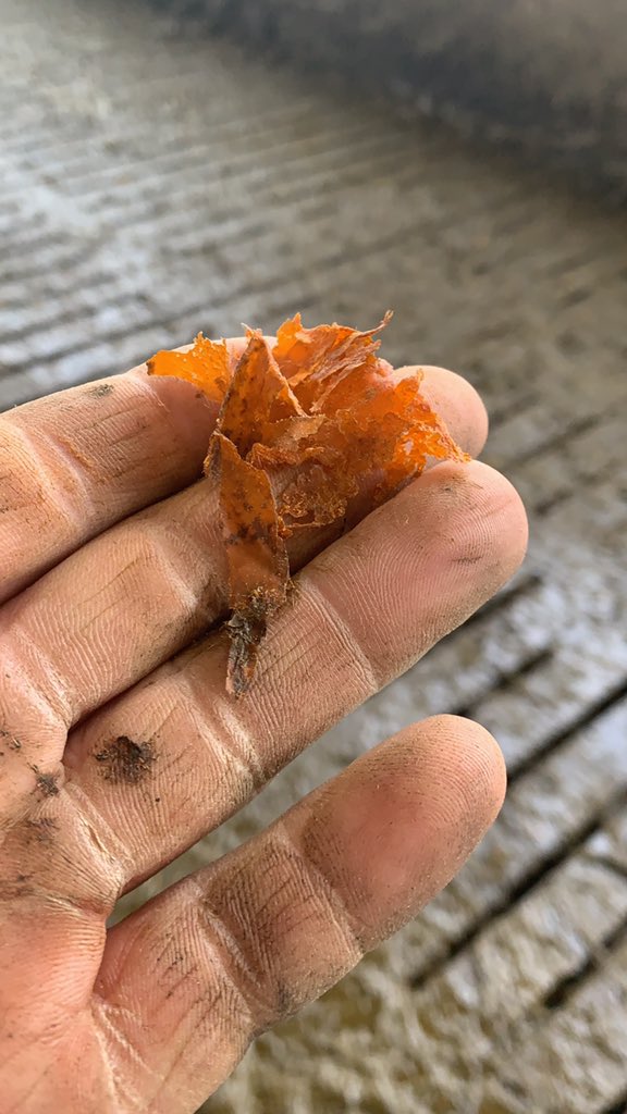 Brklydairysol's tweet image. New Teat spray is conditioning the teats at a hell of a rate #teamdairy #teamblue #primaplus @DeLaval_UK_IRE