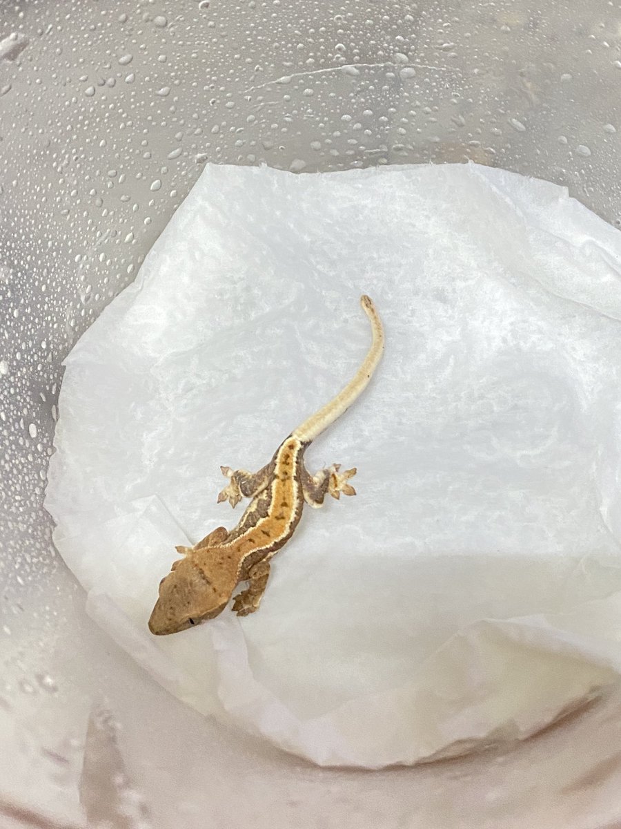 Reptile_owner's tweet photo. Hola～Little pretty😚😚🥰🥰

#eggs #eggsday #crestedgecko #hongkonggecko #surprise #geckobabies #loveanimals #takecareofyou #smallbody#loveandpeace https://t.co/sZRdj3jaMy