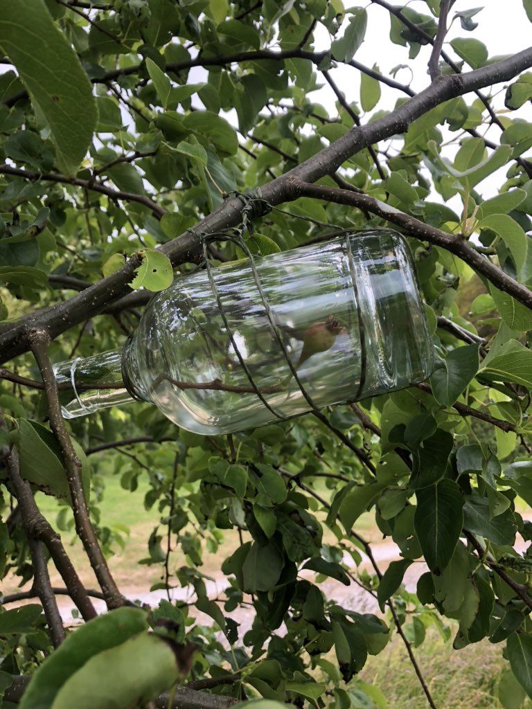 Killahora's tweet photo. Experimenting with growing pears inside bottles - will it work? 🍐🍾

#orchardlife
#cideriswine
#perry https://t.co/LDZBNGrEuk