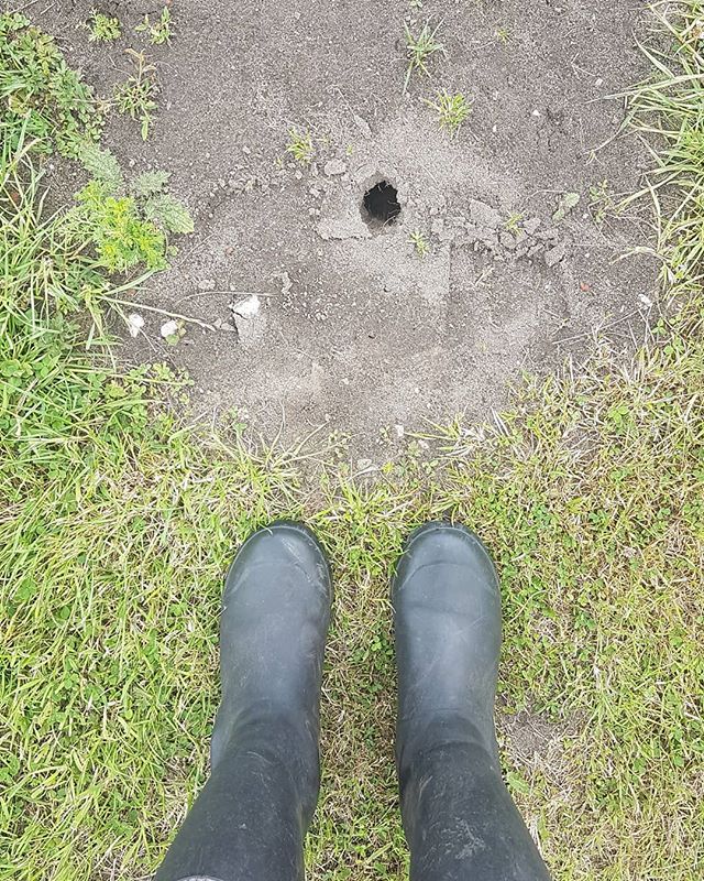 lucybennettabc's tweet photo. Mole hole https://t.co/SAhxy1UNVr