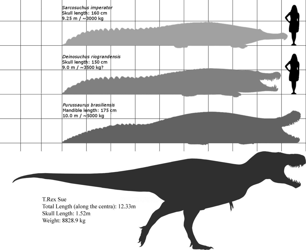 El Purussaurus: once metros de largo, seis toneladas y un reinado indiscutible sobre todos los demás cocodrilos, pasados o futuros. Atiende: era de grande como un puñetero tiranosaurio.