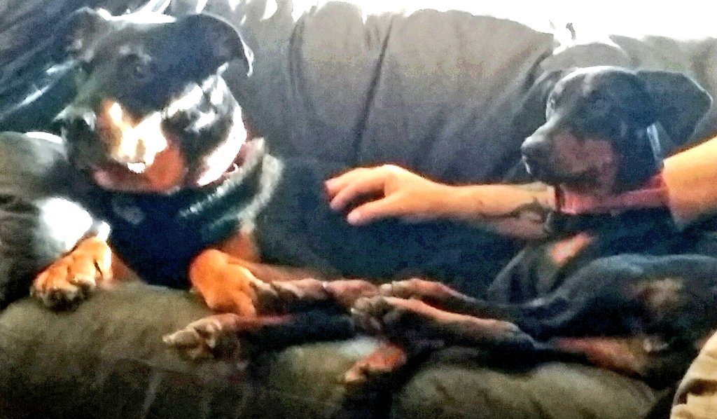 DobermannMum's tweet photo. https://t.co/1f6eAEDZMc
