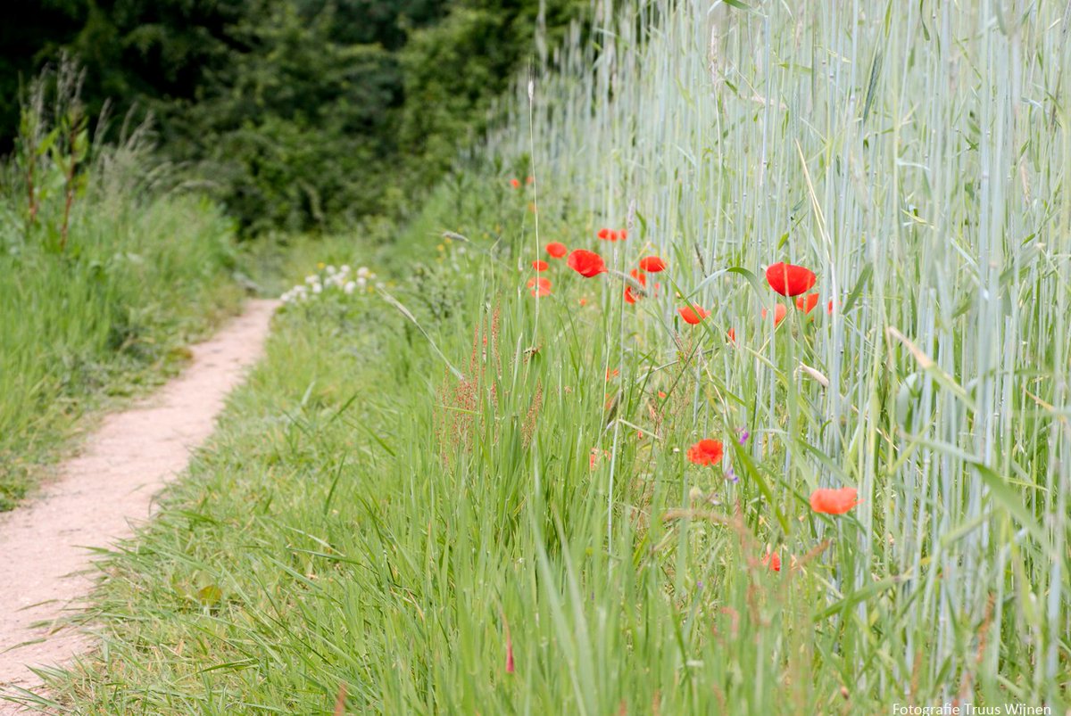 TruusWijnen's tweet photo. Langs het wandelpad
#wandelen #Duivelsberg #omgevingnijmegen
#strooptocht #nietditjaar https://t.co/znJGLpU5CM
