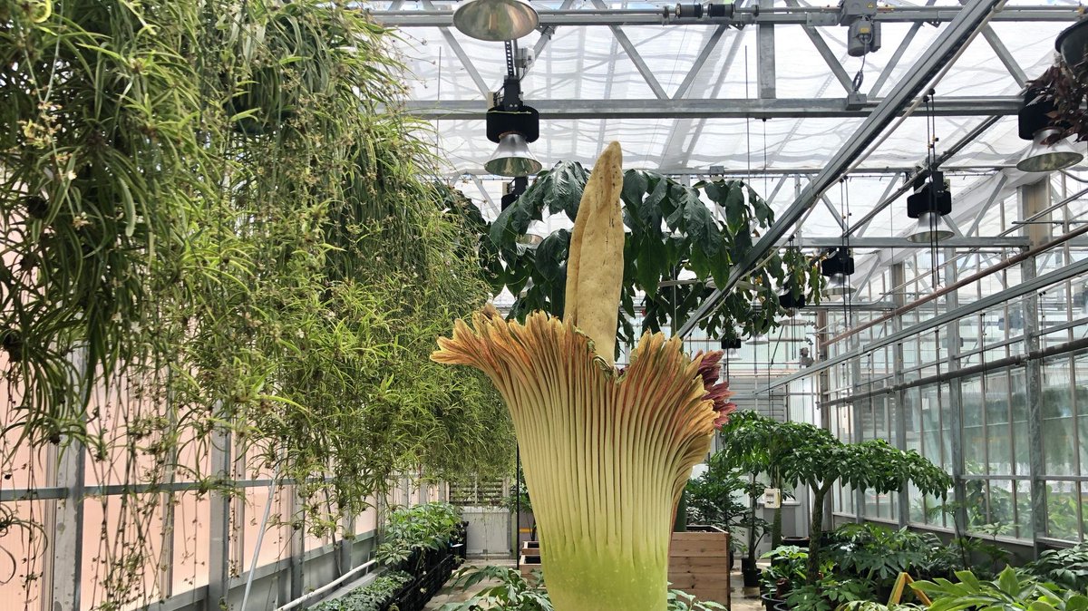 chicagobotanic's tweet photo. Spike the #corpseflower has rebloomed! This is the third time Spike has begun a bloom cycle. View #CBGSpike on our live webcam: https://t.co/oGmfcKQTYz https://t.co/SVZ3UJLAcQ