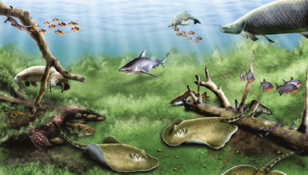 Esta región fue dominada en consecuencia por un bosque pluvial diverso inundable en el el sistema de humedales. En el Mioceno Medio (11-16MaAP) este sistema estaba en su máxima extensión y radiación evolutiva, especialmente los invertebrados y vertebrados terrestres y acuáticos.