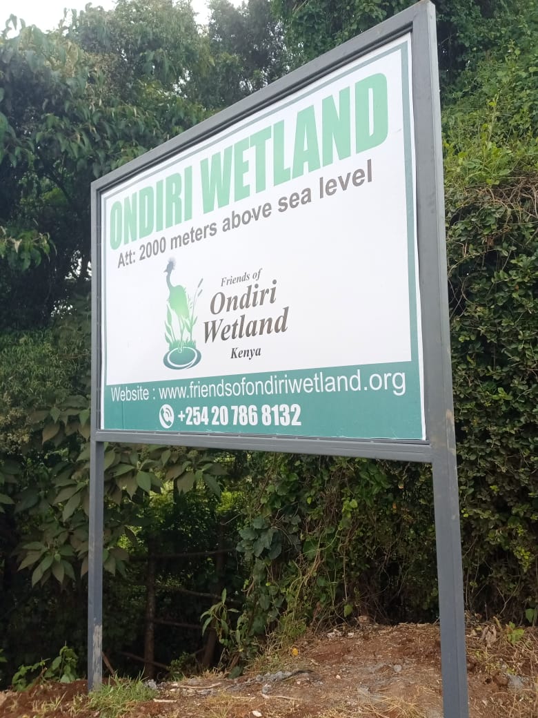 The late <a href="/ArapChumo/">Nathaniel arap Chumo</a> would be proud of this development in Ondiri wetland. We celebrate each step made in the quest of restoring Ondiri wetland.
<a href="/bobgnesta/">bob gacheru</a> <a href="/EastStay/">Taita Apalis</a> <a href="/SamuelMuoria/">Samuel Muoria</a> <a href="/OfOndiri/">FRIENDS OF ONDIRI WETLAND</a> <a href="/MazingiraM/">Mazingira Yetu Magazine</a> 
#Ondiriwetland