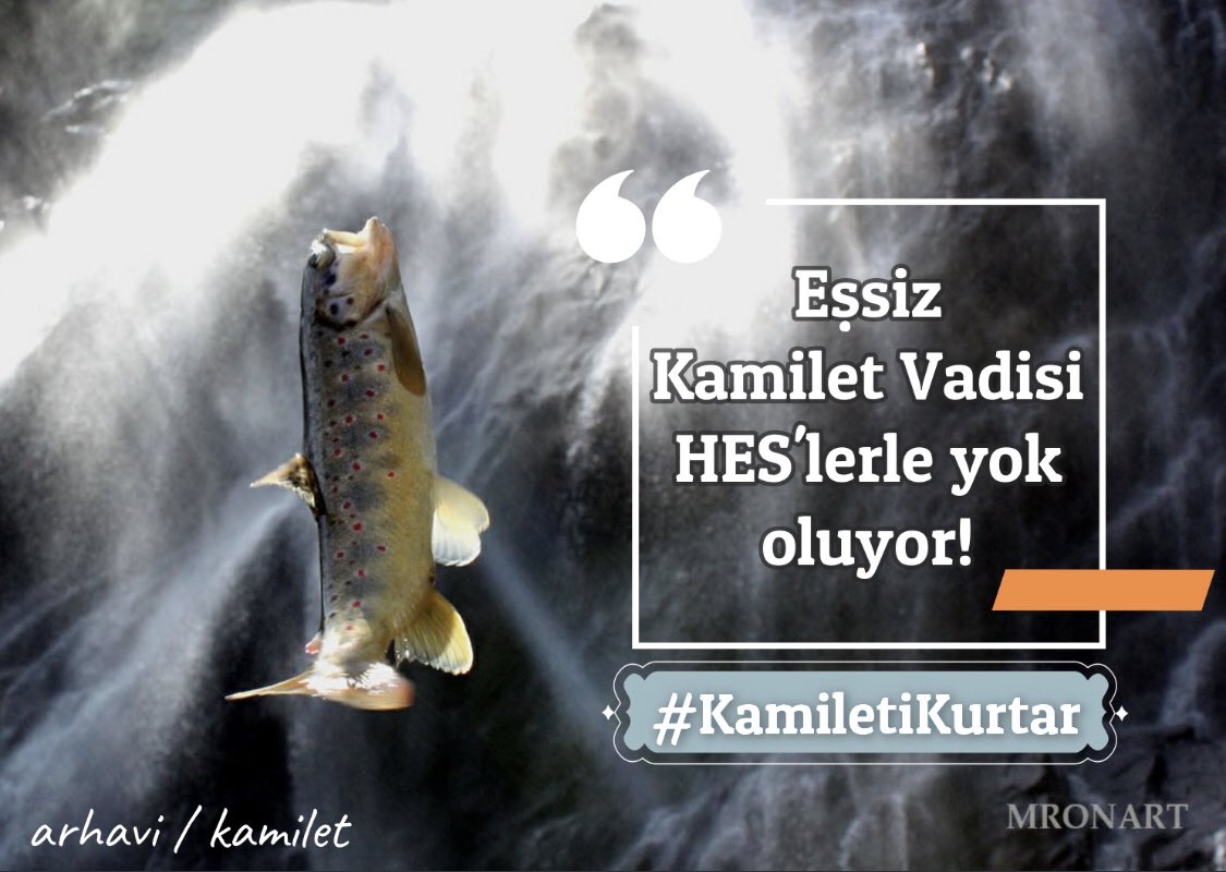 tolgaozcakmak's tweet photo. Bir kişinin hırsına binlerce canlıyı, bir kişinin kararıyla binlerce yılı rant uğruna feda etme. Arhavi Kamilet Vadisinin yok olmasına seyirci kalma. Ses  ver ki 📯   #kamiletikurtar https://t.co/YEx0wTZ61w