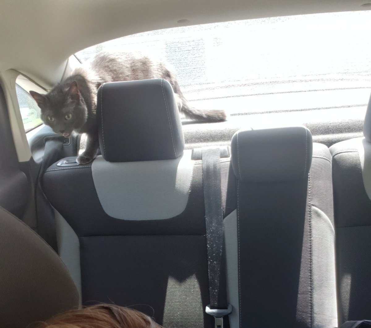 kendralynneee's tweet photo. Travelling with a loose cat is terrible. I do not recommend. #KayleeCat https://t.co/zDC6saTIxI