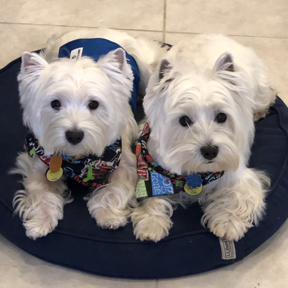 BeverlyHudnut's tweet photo. Happy 4th Birthday to my quarantine pals, Lily and Zinger! https://t.co/hIS41d0iex