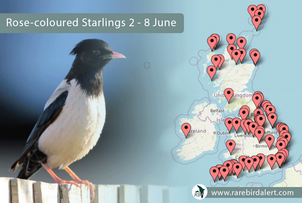 RareBirdAlertUK's tweet photo. Read all about the current influx of Rose-coloured Starlings in our weekly birding roundup out today https://t.co/tffsXO6yD0 https://t.co/mGf8mG4uzB