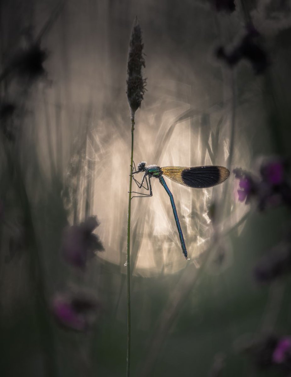 Steve Palmer (@sillypigsplay) on Twitter photo #sharemondays2020
It was a very close call but there can be only one and the winner is
<a href="/Jay_B_Photos/">Jay Birmingham</a>
Good luck with the judging next week Jay. And well done to everybody else, the quality of the images was top notch and made the judging very difficult #sharemondays2020
It was a very close call but there can be only one and the winner is
<a href="/Jay_B_Photos/">Jay Birmingham</a>
Good luck with the judging next week Jay. And well done to everybody else, the quality of the images was top notch and made the judging very difficult