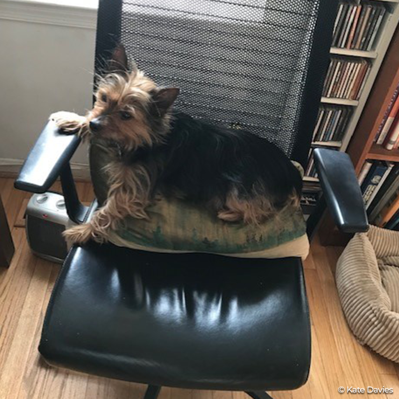 Defenders's tweet photo. Kate Davies, our publications director, relies on her lumbar support animal, Rollie, for WFH comfort as she works with the team to put the final touches on our magazine’s summer edition. Read the latest articles &amp; learn how to subscribe: https://t.co/5PON6XbSRQ #RemoteDefending https://t.co/qedz3p29z9