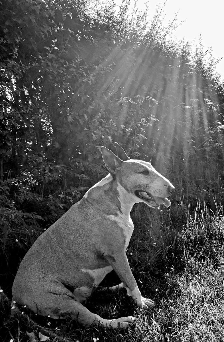 Dawn Ragan (@jackdh1966) | Twitter