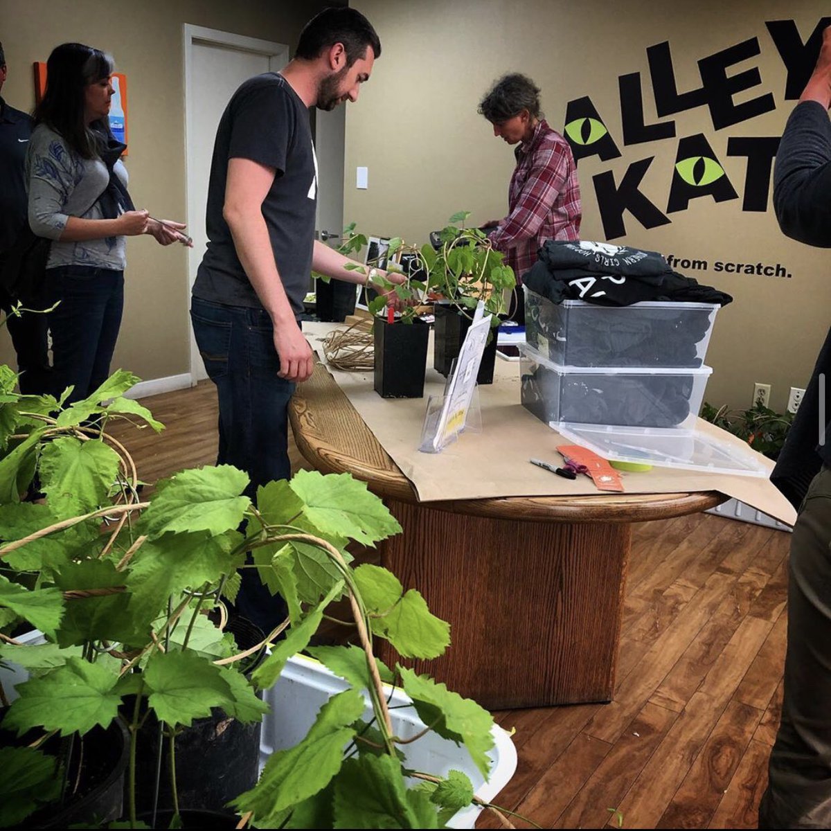 THIS THURSDAY! Alley Kat Brewery! 3 to 6:30!

Get your mature 4 year old Golding #hop crowns from <a href="/windhoverfarms/">Northern Girls Hops</a> ! The taproom will be open til 6:30 so you can grab your hops and sip them, too!

#alleykatbeer #abbeer #drinklocal
*photo from... before... times...