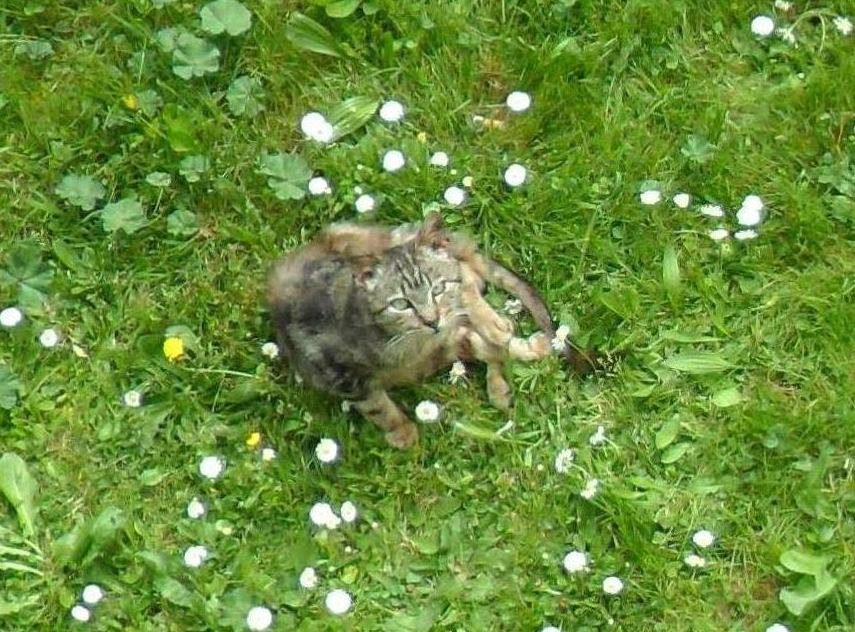 CatElisabetta's tweet photo. Il 18 maggio è volato in cielo il mio dolce Tigry.
Il 18 Maggio è volato in cielo il mio amore Stefano (pugile).
Dedico questo giorno e questa Viola, al ricordo degli animali e delle persone che mi hanno lasciato ma che sono sempre nel mio cuore...🌈
Il vero amore è per sempre!💗 https://t.co/bPHmNioWFi