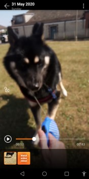 millypod1's tweet photo. 🆘4 JUNE 2020 ROXY #Lost #ScanMe 
YOUNG Black, Brown &amp; White Husky Cross Female 
#Scawsby #Doncaster #SouthYorkshire North East #DN5 https://t.co/htyZu0Knx9 https://t.co/QIlv9UIPuV