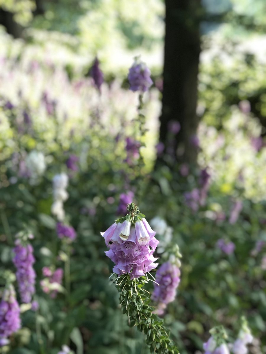 Happy snap: #Lupins at #EllenWillmott’s garden