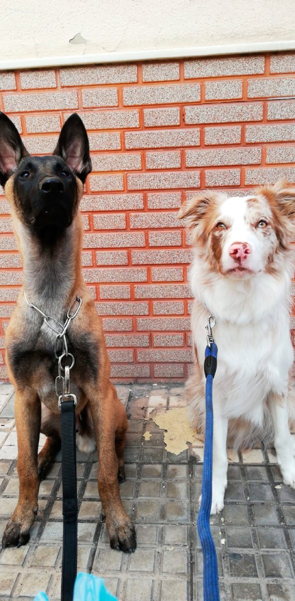 MELILLA_HOY's tweet photo. 📸Piden la reapertura del parque de perros de Melilla
Una lectora nos envía esta queja
“Es indignante que después de tantos días en la fase 2 no se haya abierto aún el parque de perros. Desde el confinamiento está cerrado y nadie nos da explicaciones.
👉https://t.co/0eEFsVWdMN https://t.co/UId7ksclvK