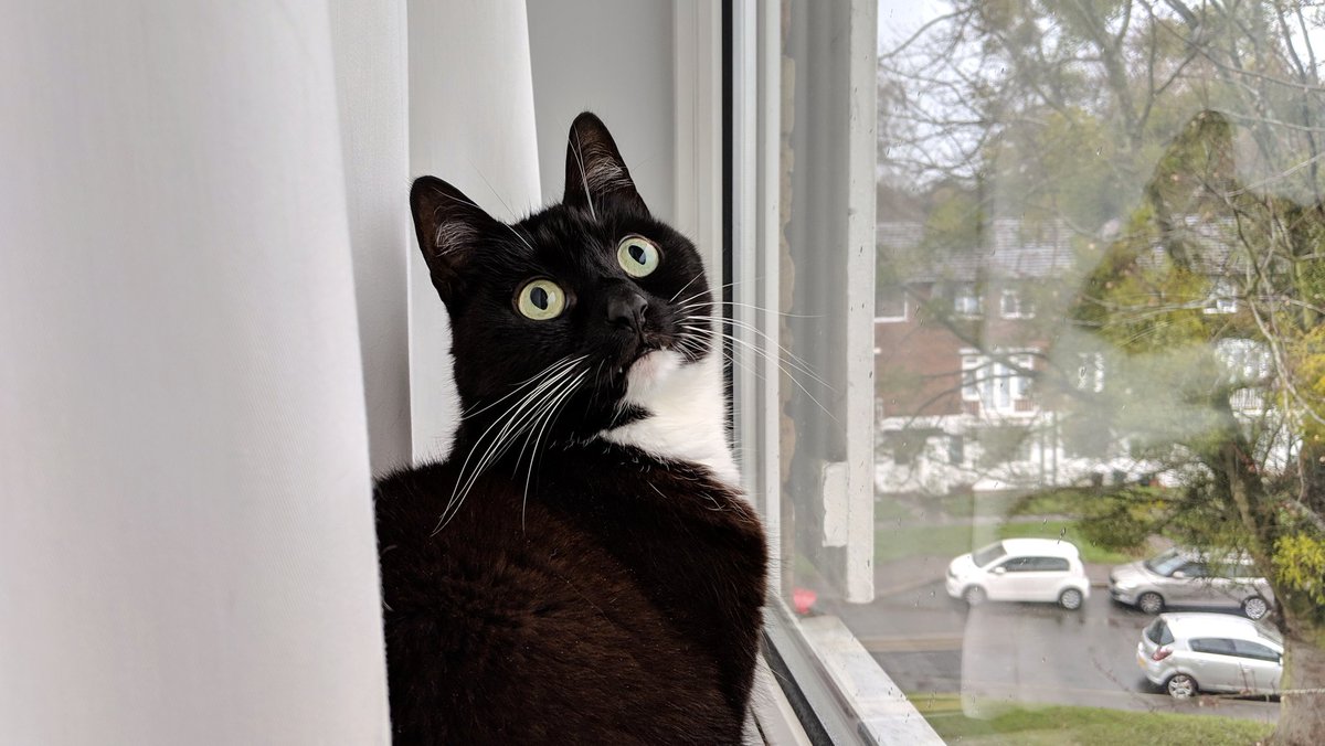 CuriousZelda's tweet photo. (1/4)
My life is nice and cosy 
I mostly stay inside
If things are feeling hectic
I find a place to hide https://t.co/Zrcr0wg5tl