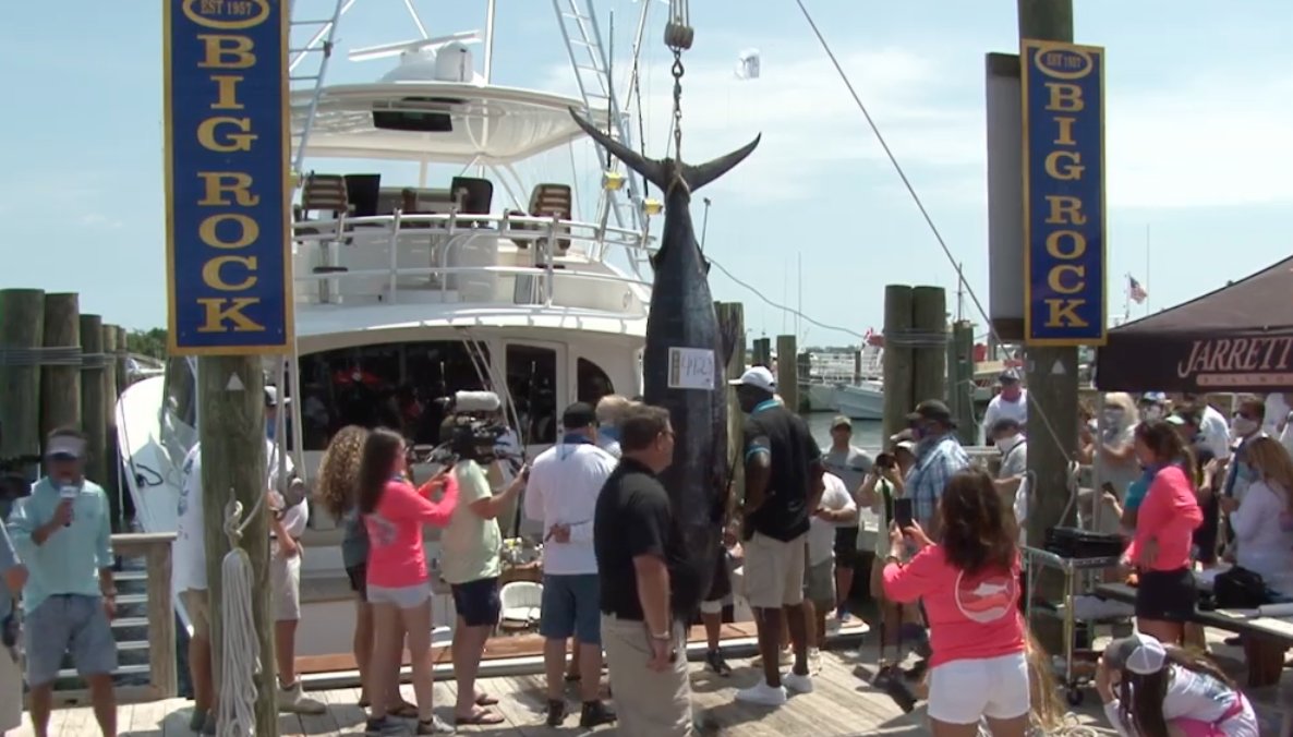 RossMartinNC's tweet photo. MJ's 'Catch 23' in with a 442.3 pound blue marlin at Big Rock.

"I’d love to be back with a little bit bigger fish," Jordan said in the post-catch interview. https://t.co/51hQTbF1KG