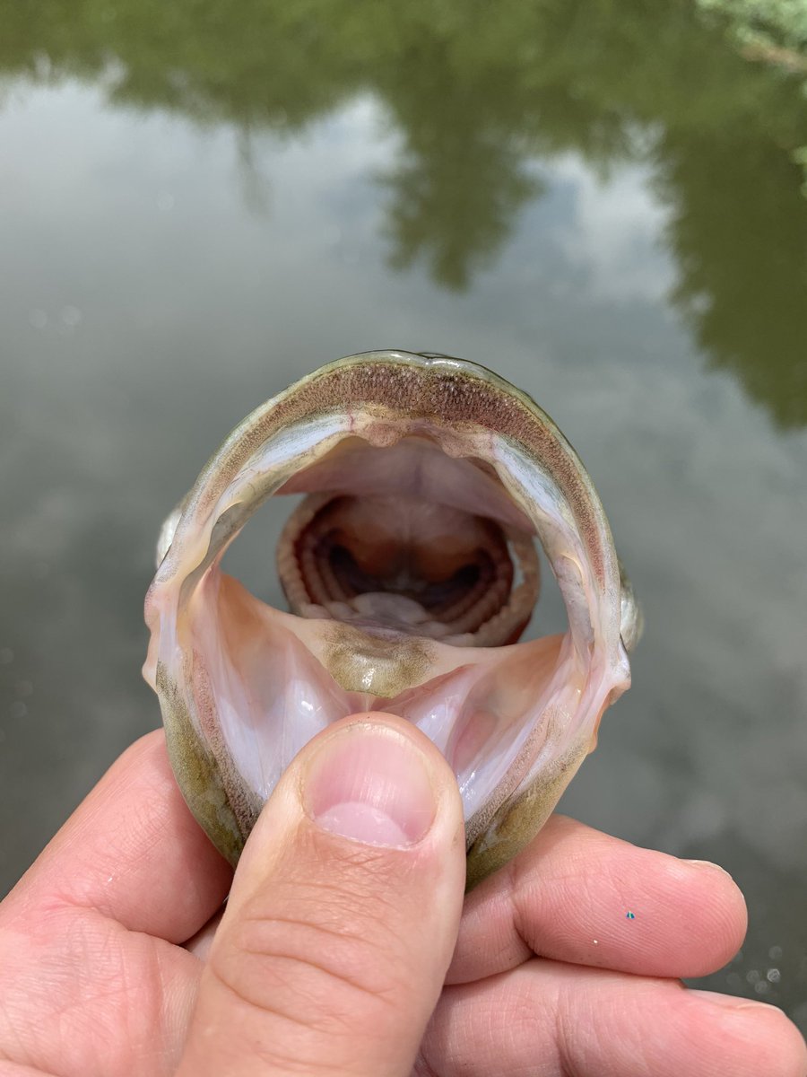 angler_on's tweet photo. Decent fish on my lunch break today. I’ll take it, after being skunked the past couple of days! @angler_on #FishInland #Alabamabass https://t.co/9monYHxPtj