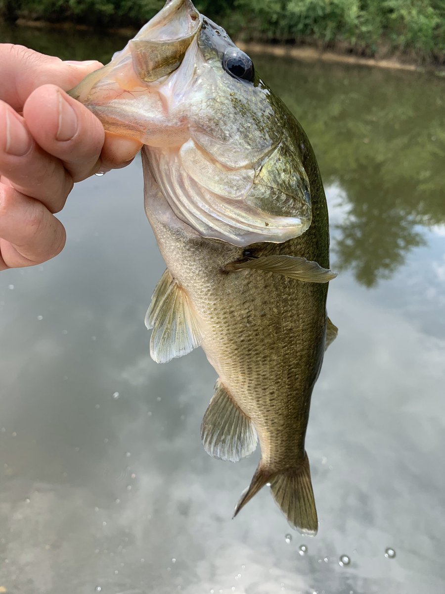 angler_on's tweet photo. Decent fish on my lunch break today. I’ll take it, after being skunked the past couple of days! @angler_on #FishInland #Alabamabass https://t.co/9monYHxPtj