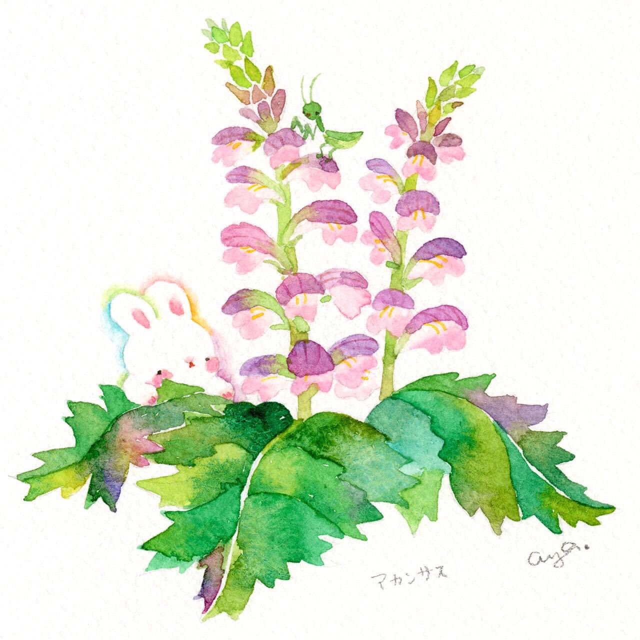 こばやしあや 今日は6月10日 キャラメルの日とお花どちらを描こうか迷いましたが お花にしてみました 誕生花 アカンサス 花言葉は 芸術 技巧 絵 水彩画 水彩 透明水彩 イラスト Drawing Illustration 花言葉 アカンサス