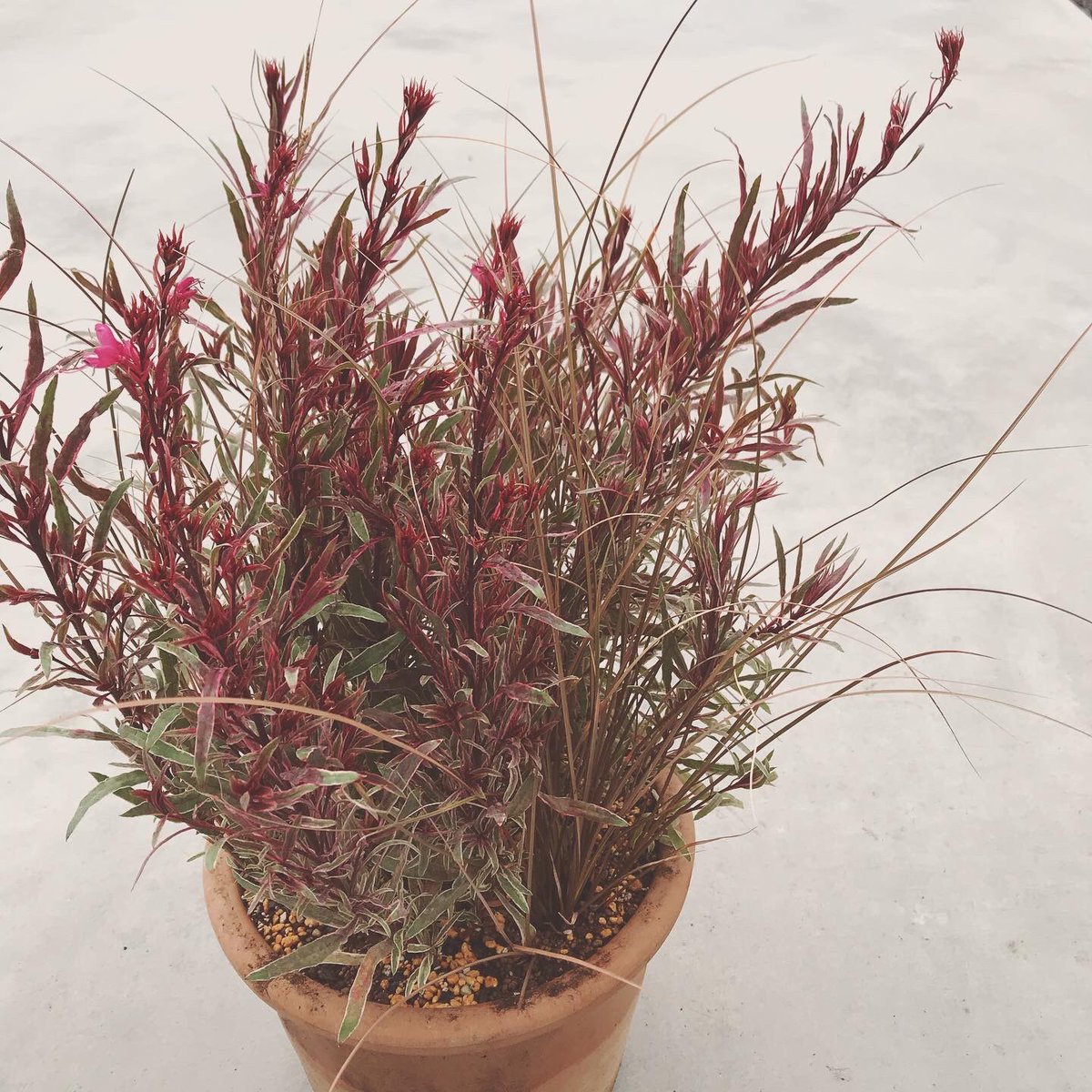 ベレッタガーデン ガウラ レインボープチ ガウラの斑入り種で花がない時でもカラーリーフで使えますね 花色はピンクで そよそよと揺れる感じも可愛いです ガウラ ガウラレインボープチ 白鳥草 斑入り 宿根草 ガーデニング 寄せ植え 花壇 園芸