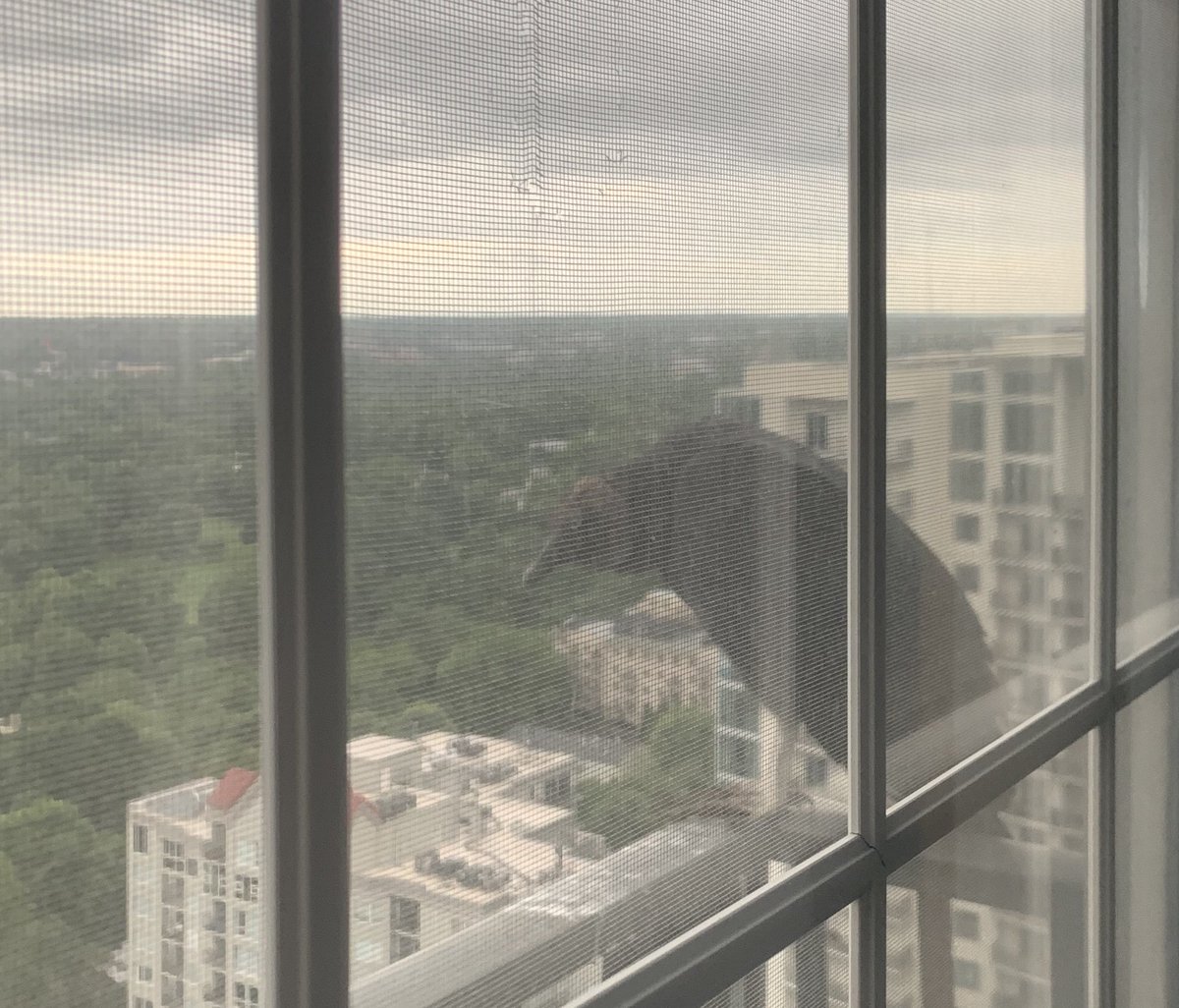 RonLongleaf's tweet image. Atlanta’s 2020 mascot pulled up